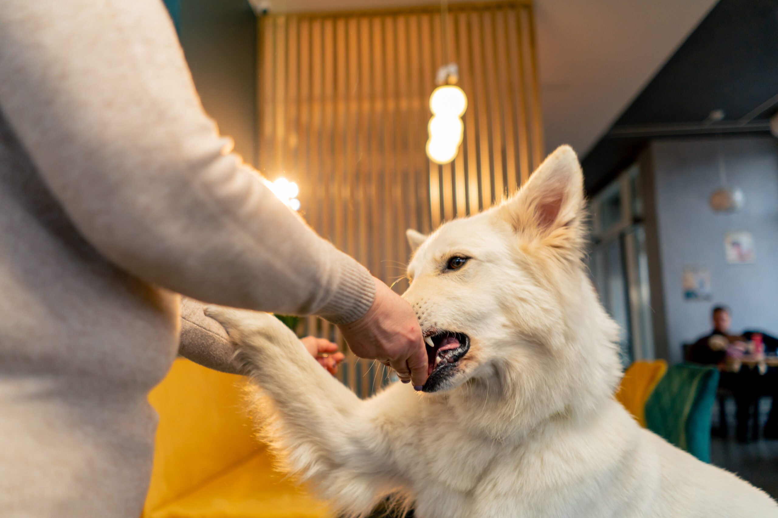 Are Dogs Attacking Without Warning or Are We Misinterpreting Key Signals